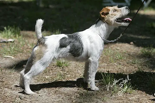 Brockwood Sprint