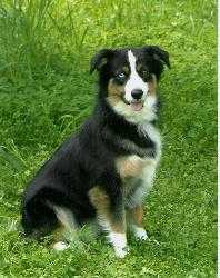 INT'L CH Bluegrass Kato