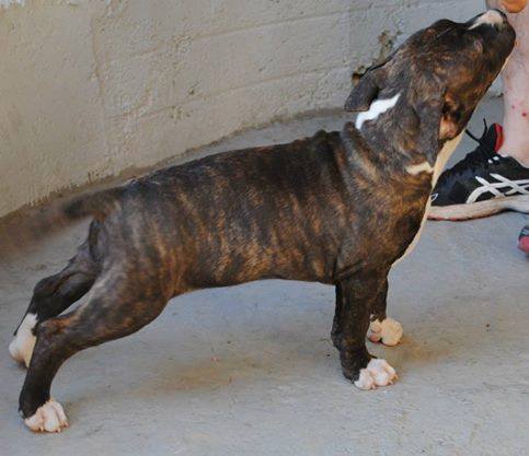 Azia Di Lion GK Amstaff
