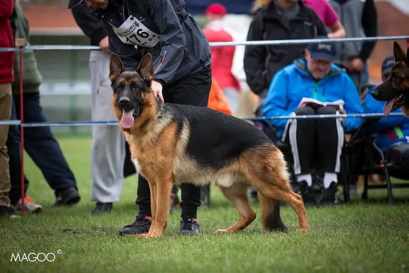 SG2 Jugendsieger Polen 2015 DRACO Śmiłowickie Wilki