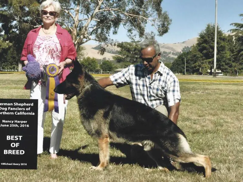 CH Mar Haven's Deal Me In V Solitaire