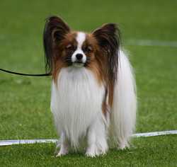 Weiefors  Future Flash