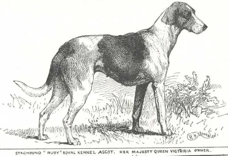 Ruby of Royal Kennel Ascot (c.1900) [Queen Victoria's Stagho