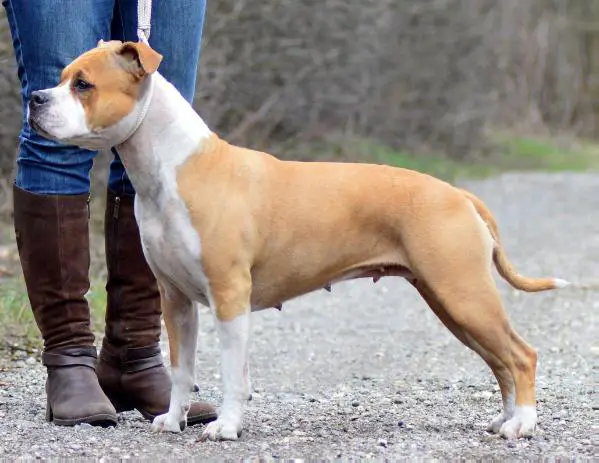 ARS AMANDI Diamond Staff