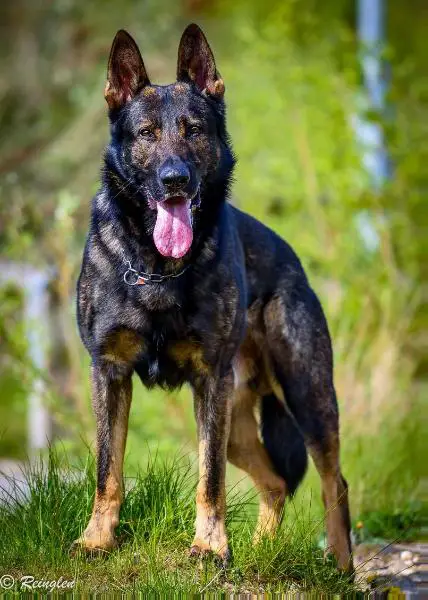 SG Harro vom Heiligental