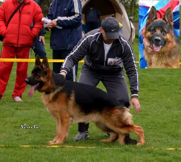 CH SERBIA , CAC Stanko Bemiki