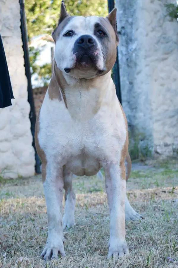 Luke Skywaker The Iriarte