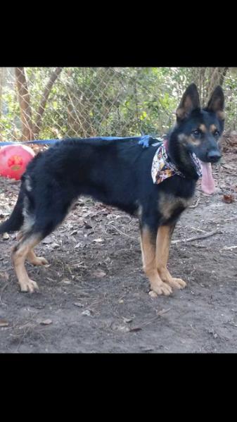 Pandora Vom Oelmansdorf