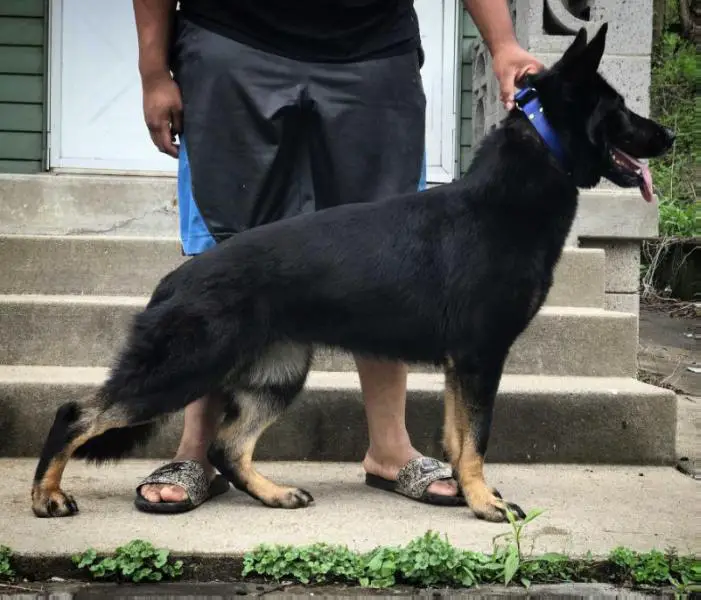 Gracie vom Aufsteigenden Phönix