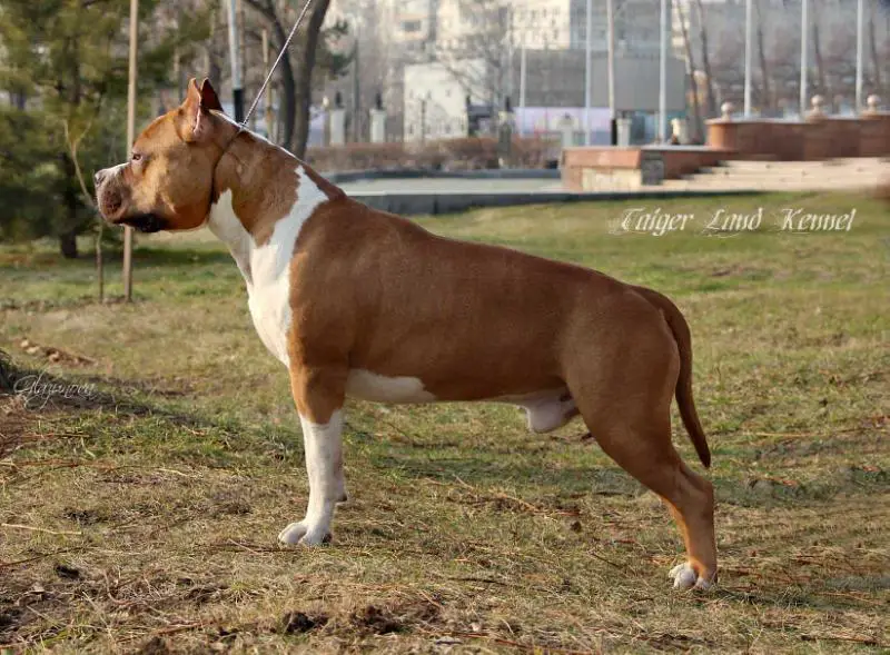 JCH RUS, CH RUS,RKF AMULET DIAMOND PORSCHE FOR TAIGER LAND