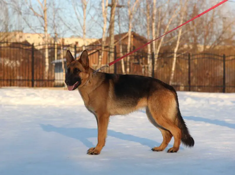 Clara aus dem Schessburg (2015)