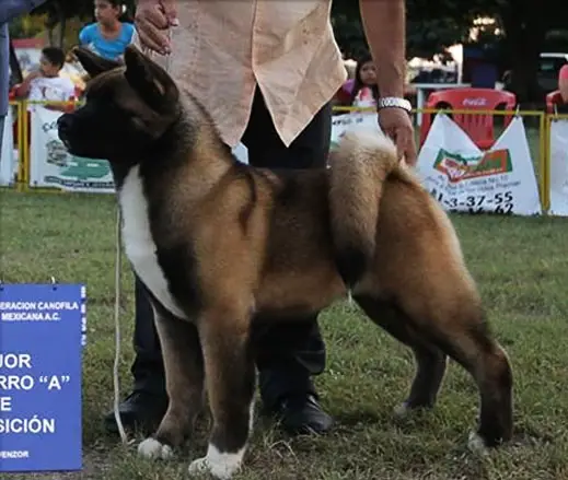 PAN-AM/MEX CH Kitsune Dragon Of Fire