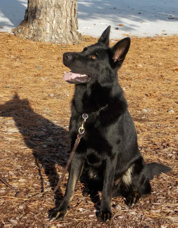 Denwolf's Ryker