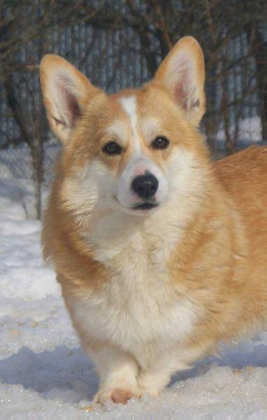 Laif Spring Zest for Life