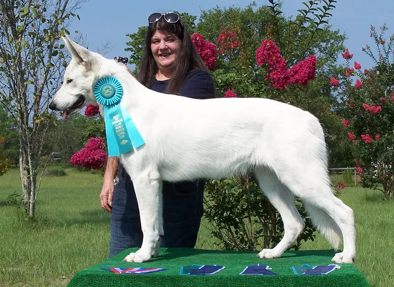 UKC CH Foxhunt's Lil' Miss Charmer