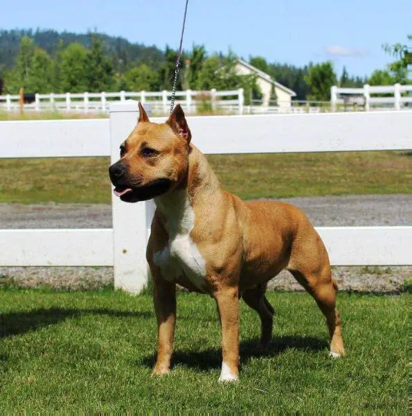 Alpine's Girl on Fire for Glory