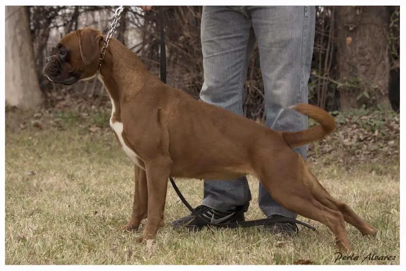 Guapa Zeus´Dharma