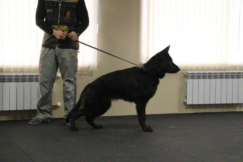 Nord Shtolts Yasnaja Solnechnaja dubrava