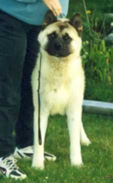 Orients Pride Tonka Tuff OPA