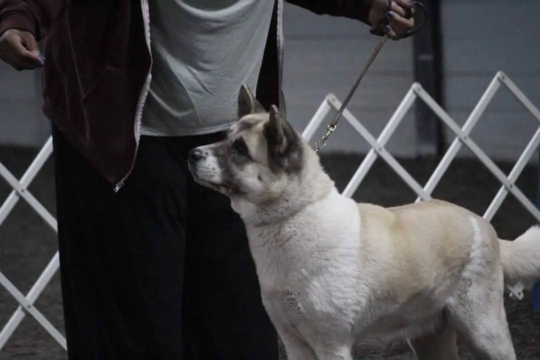 UKC GCH, UKC Top Ten #10 2018/#4 2019/#9 2021 Bear Claws Twin Blades Of Power