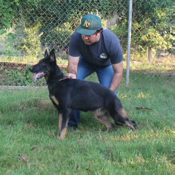 Era Black Adder Bohemia