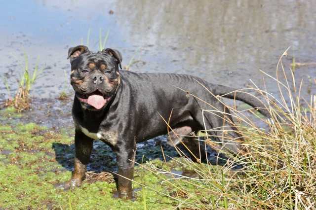 Bullforce' Black Jack