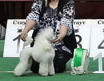 Airi Arabeska Unikboy For Elegija Stilya