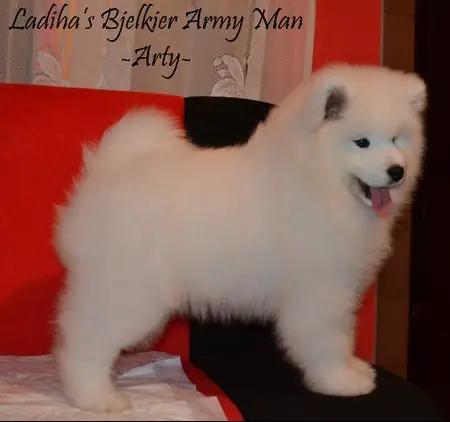 CH/V(SER)/CACIB/CAC Ladiha's Bjelkier Army Man - Arty