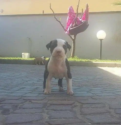 Hollywood amstaff bulldozer