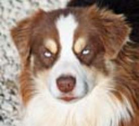 Timberline's Blue Eyed Flame