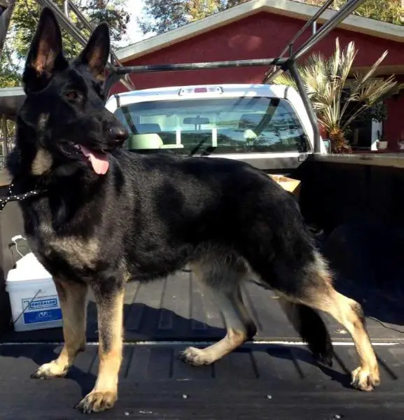 Eidel's Schatzie Girl