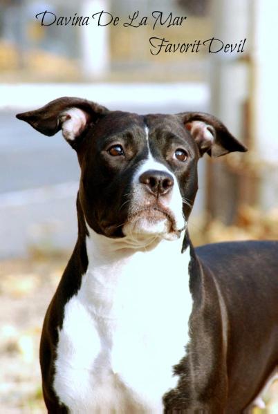 Davina De La Mar Favorit Devil