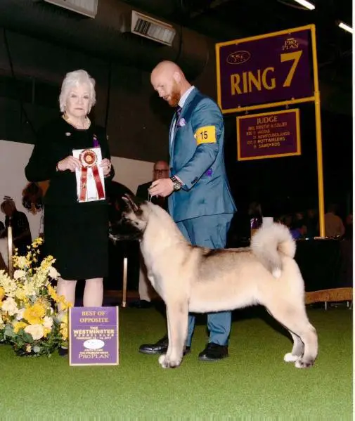 AKC GCH Regalia's This Girl Is On Fyre