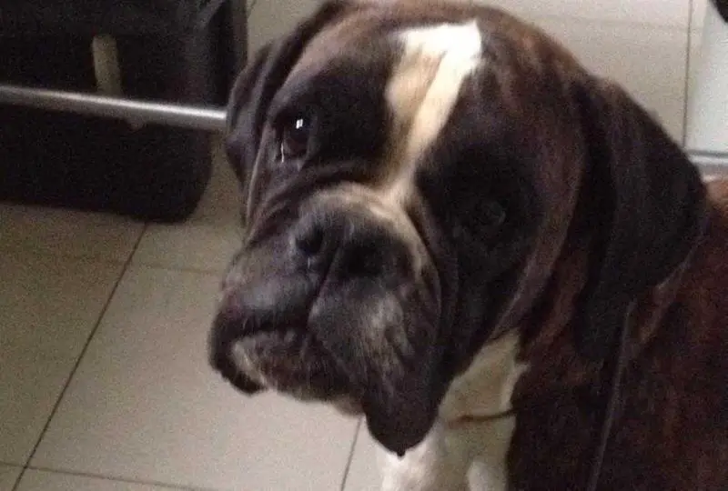 Durlindana Dell'Espinosolo