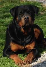 Molly von der Alten Festung