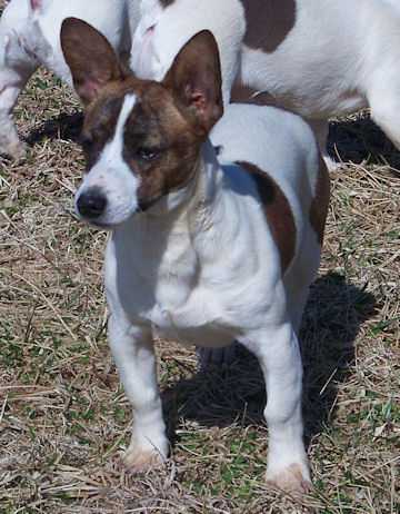 UKC CH Aspen's Brave Heart