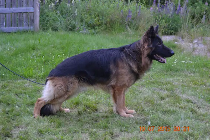 Platinumshepherd Wagner