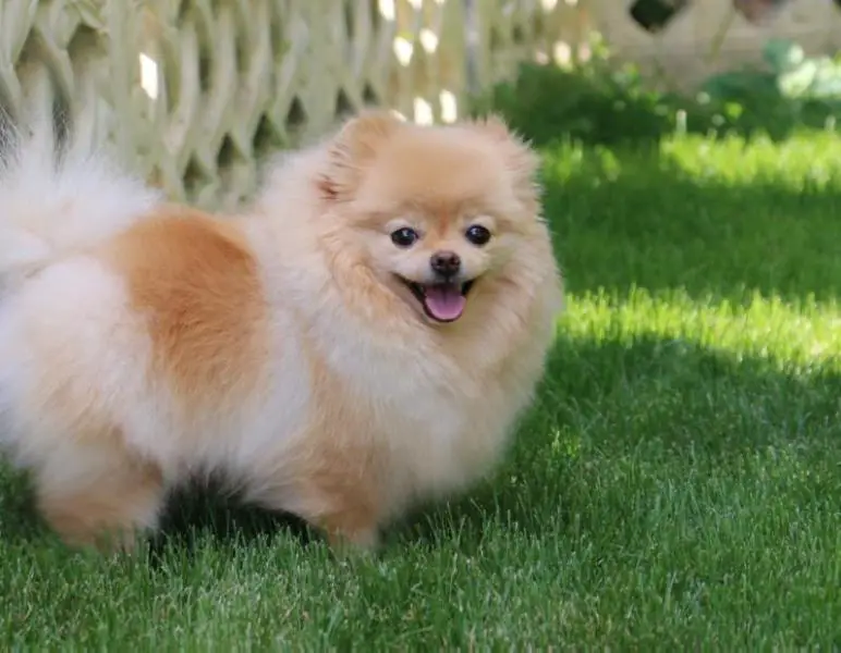 DAN-STAR-KOM REICHEL