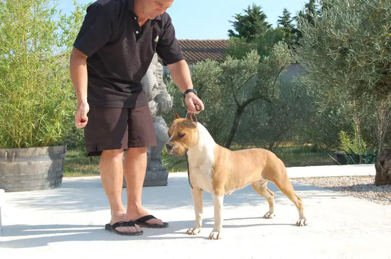 IMPREZZA DU DIAMANT ROUGE