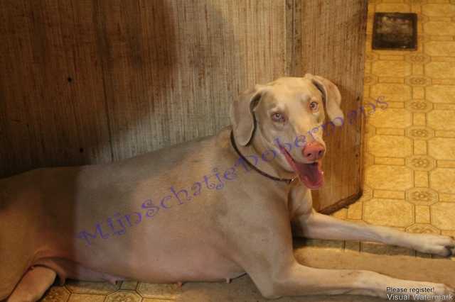 Mijnschatje Phantom's Creamy Willow