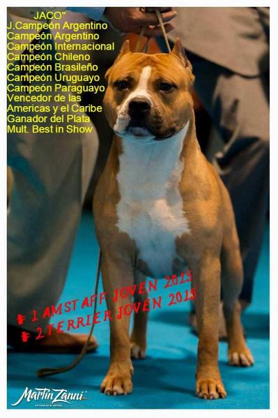 Mul Biss Arg JC,Ch,GCh,Chi/Uru/Bra/Par/Int/Lat Am&Ca/Plata Filippo de la Masia Monte (JACO)