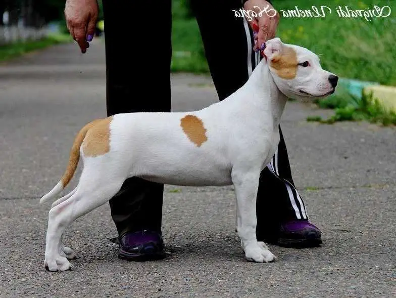 Sigvaldi Unelma Nayta