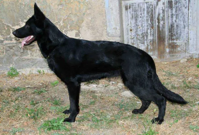 Bara Ex Filio