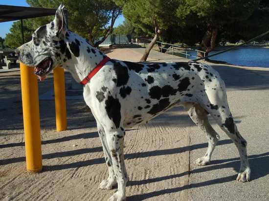 Favorite Elen Dog Grand