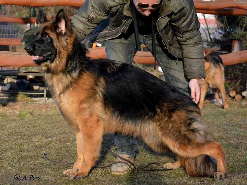 SG Zoe vom Treuenbrietzener Land