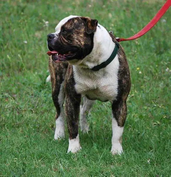 Rhino's Rocky the Bull II