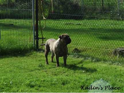 Gata Van de Bullhoeve