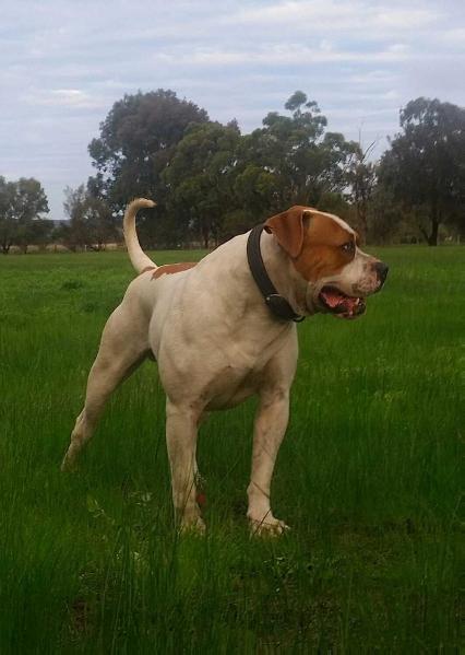 Pedigree American Bulldogs Australia Oden of A.S. 