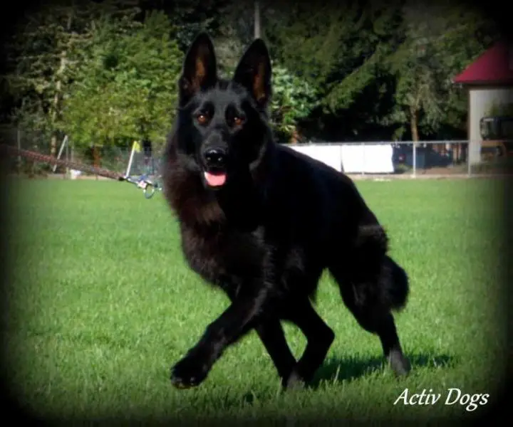 Rivia Germanius Ortus