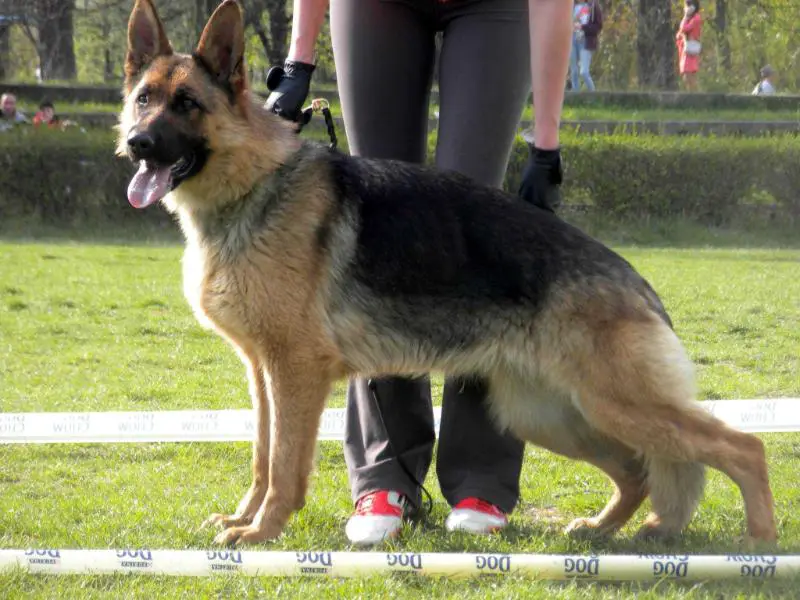 Zlatka vom Gloriya Hunde